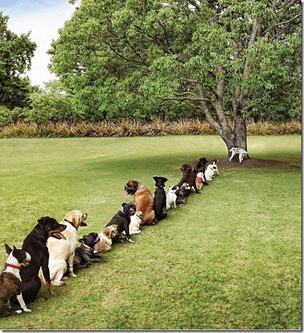 Honden in de rij!